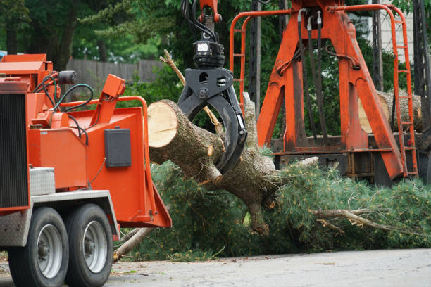 Best Tree Removal for Businesses  in USA